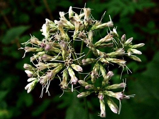 {Eutrochium purpureum}